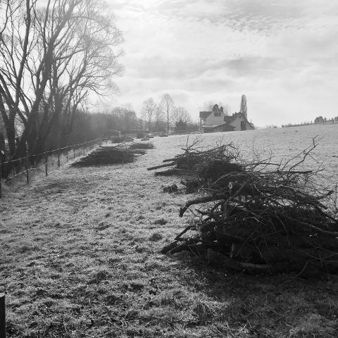 pflanzen. pflegen. sägen.